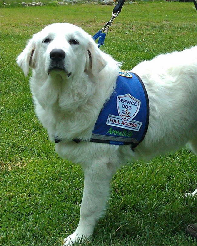 image of a service dog